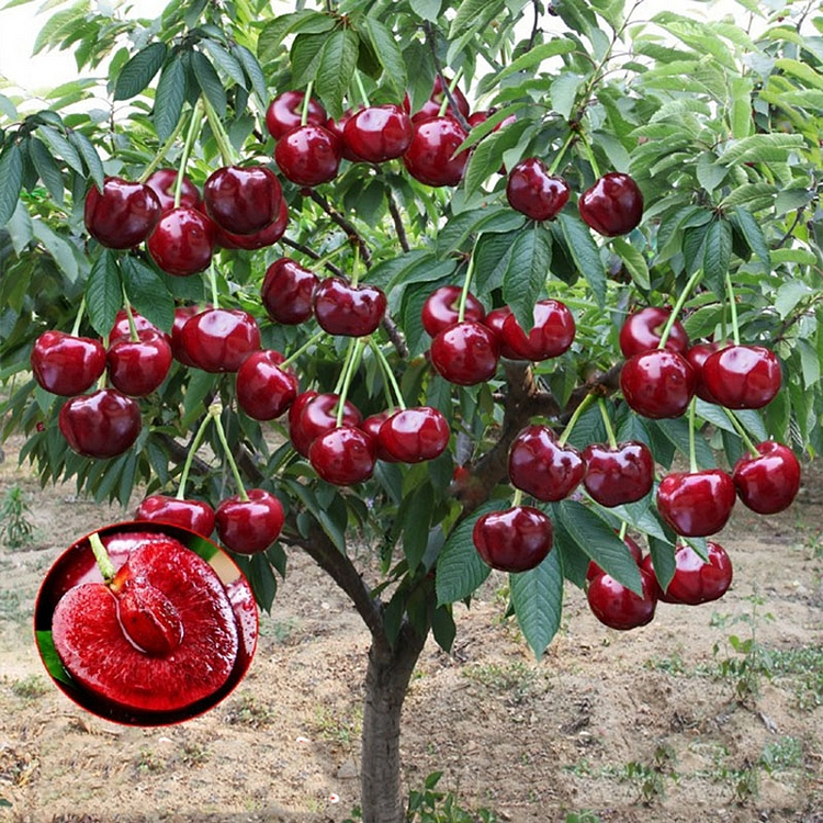 🍒 Juicy Promise: Rainier Cherry Fruit Seeds - Savor Sweetness, Grow Delight! 🌱