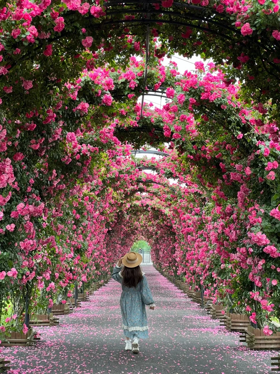 Climbing Rose Seeds Luck Rises Climbing Rose Seeds Luck Rises