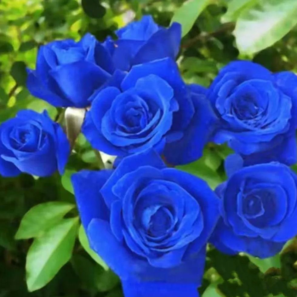 💥48% OFF 💙Blue Enchantress Mix Blue Rose Seeds✨