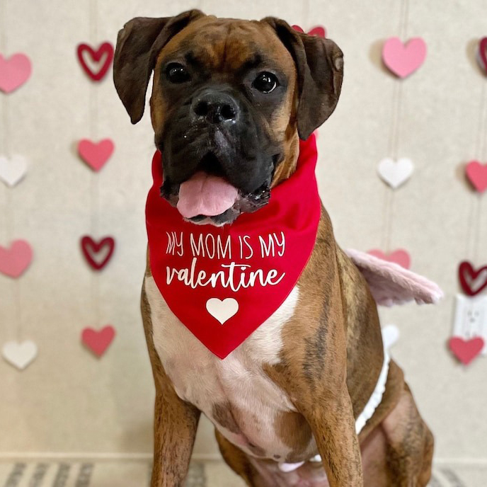 Valentine’s Day Bandana-My Mom Is My Valentine