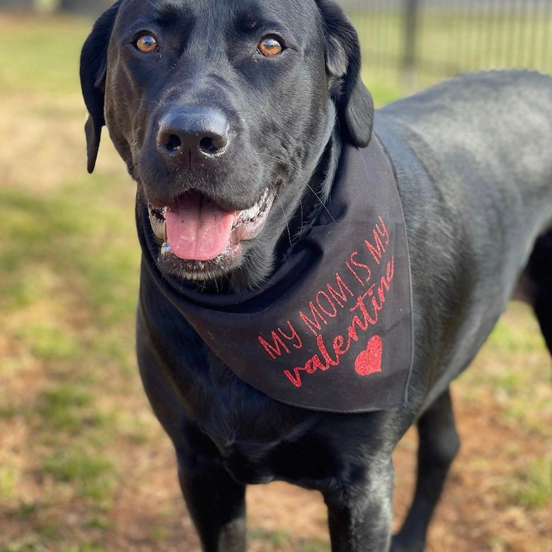 Valentine’s Day Bandana-My Mom Is My Valentine