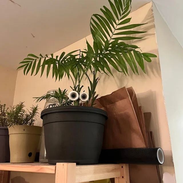 Happy indoor plant pile👁