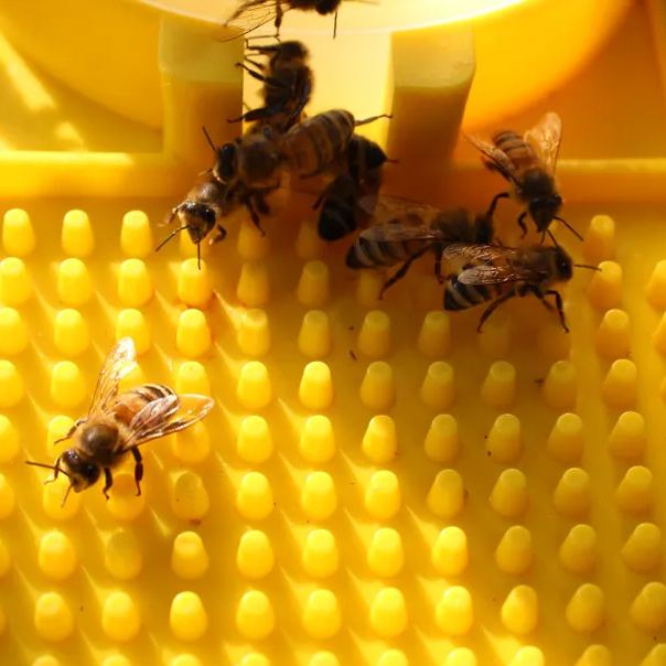 Beekeeping Cup For Drinking Hive Entrance