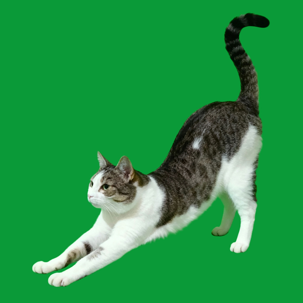 Stretch Scenes(60s included) - MySpotifyGlass