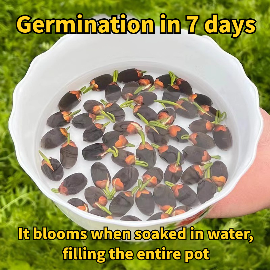 🌸Last Day 80% OFF💐The Sacred Hydroponic Lucky Lotus Seeds - 7 Days Germination