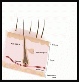 How A Nose Hair Trimmer Works GIF - Nose Hair Remove Trimmer - Discover &  Share GIFs