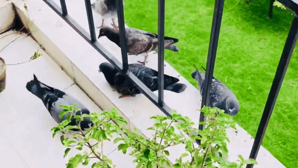 5月22日 (1).mp4 [video-to-gif output image]