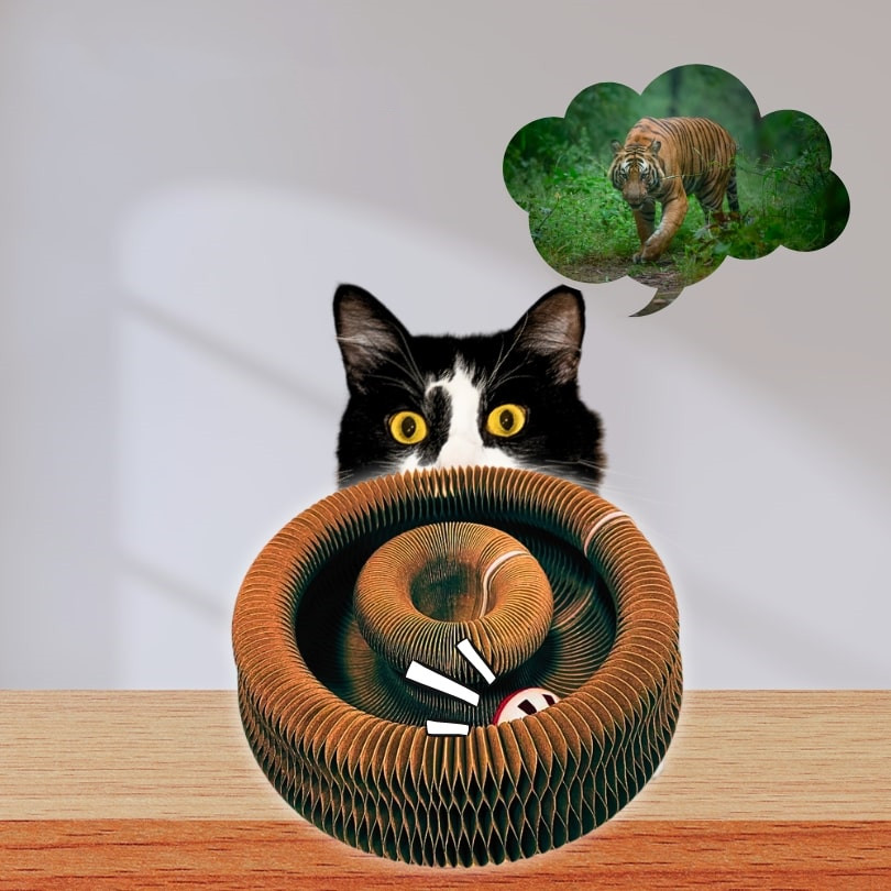 Creative Shape-Changing Cat Scratching Board - Voted #1 Toy By Over 1300+ Cat Families