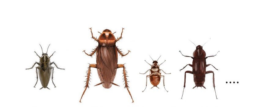 Health Cockroach Medicine Convenience Sticker