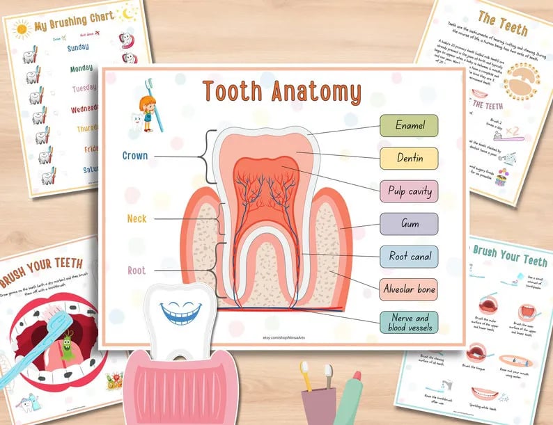 Human Anatomy Busy Book
