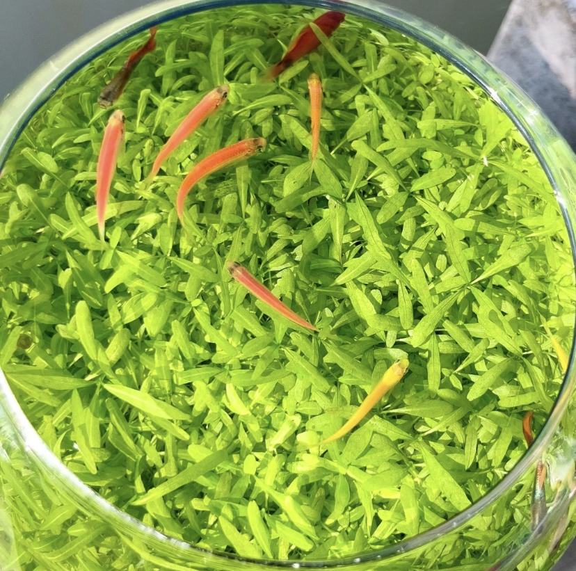 Ecological water grass tank round cylinder set