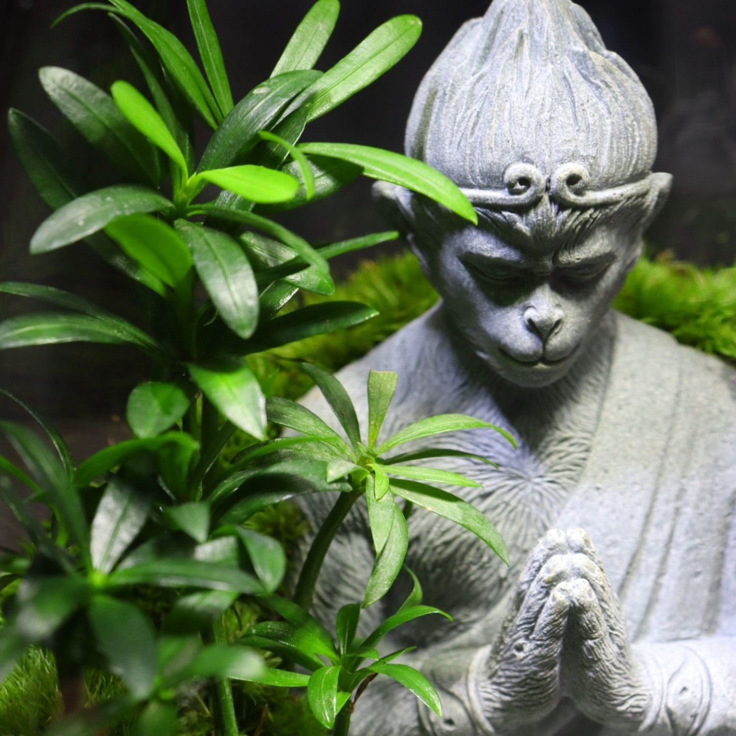 【Wukong】moss micro-landscape