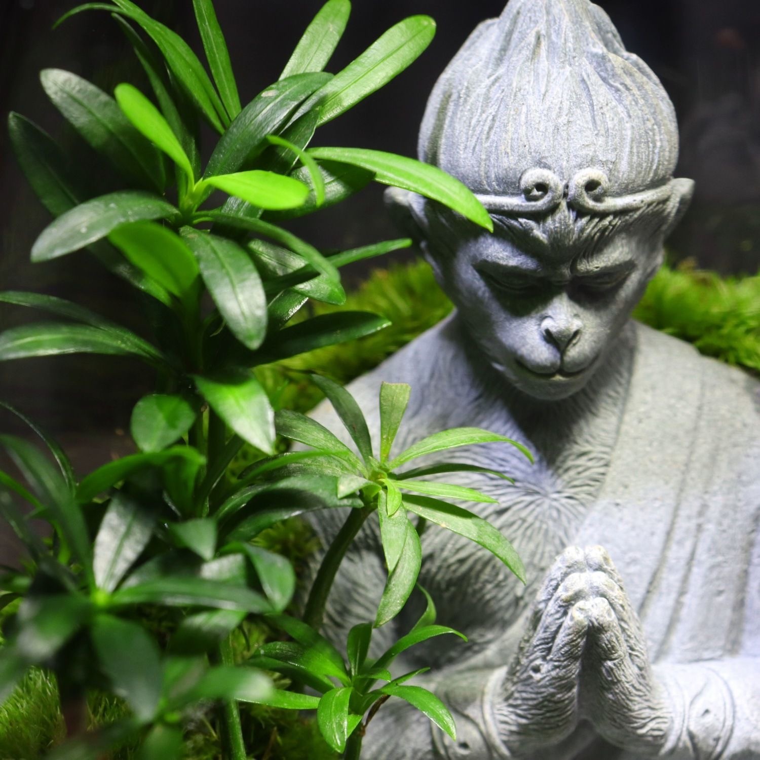 【Wukong】moss micro-landscape