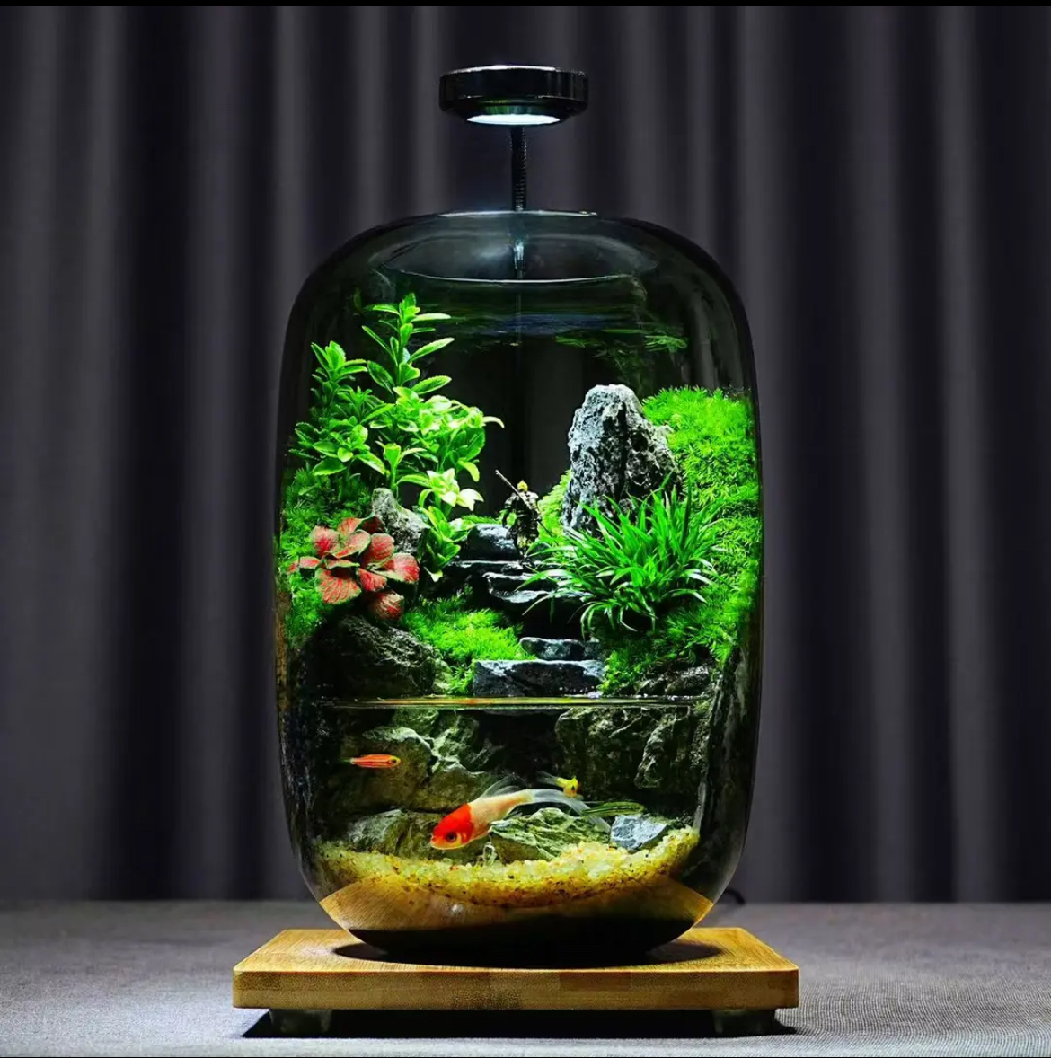 【Water clouds]】Moss microecological landscape