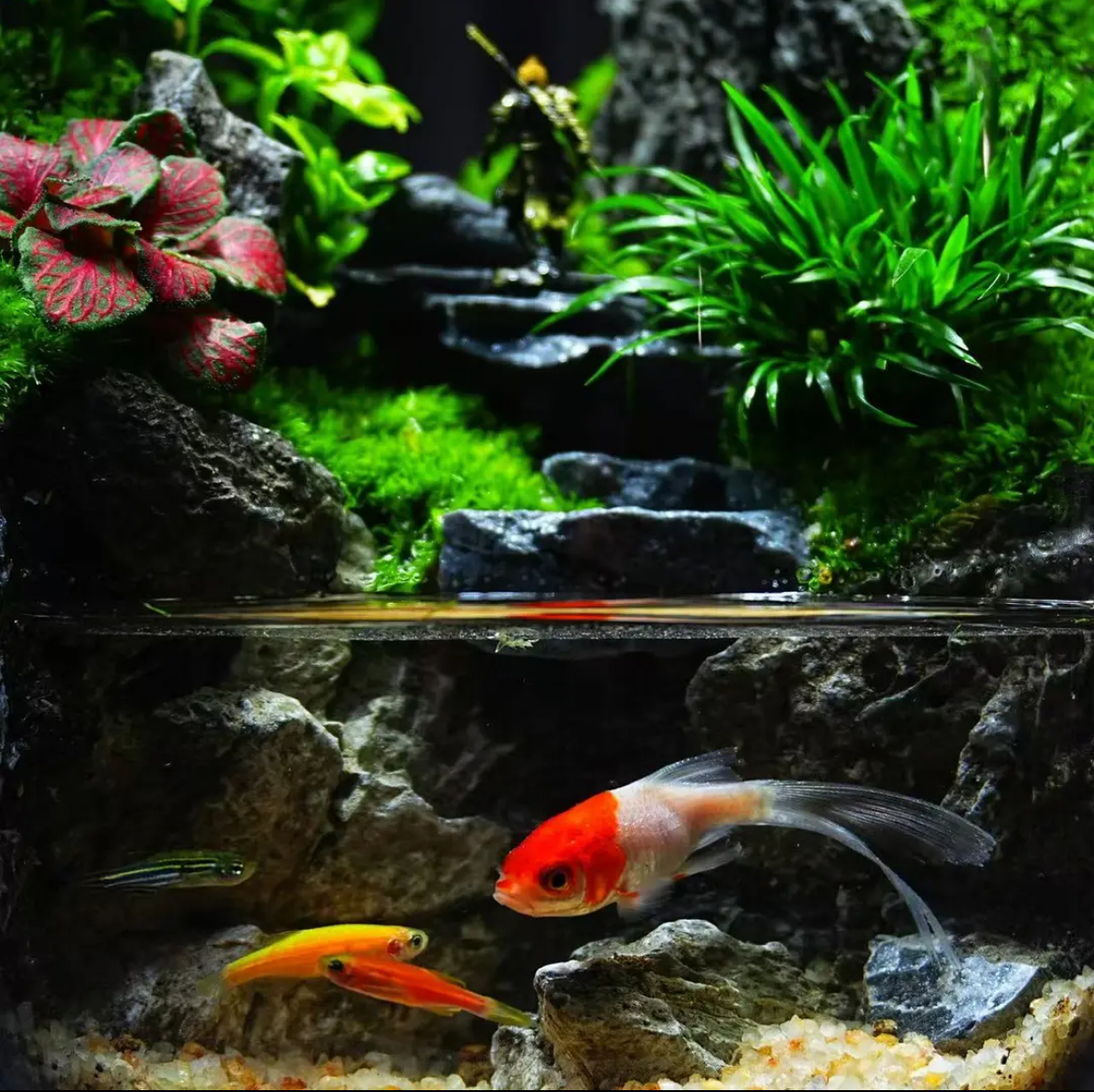 【Water clouds]】Moss microecological landscape