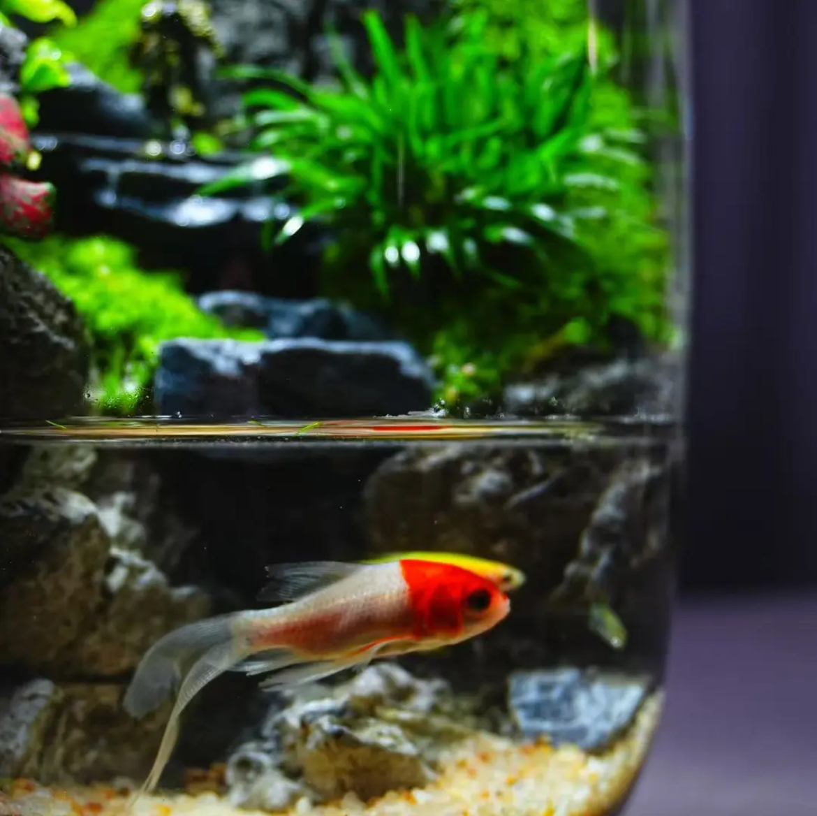 【Water clouds]】Moss microecological landscape