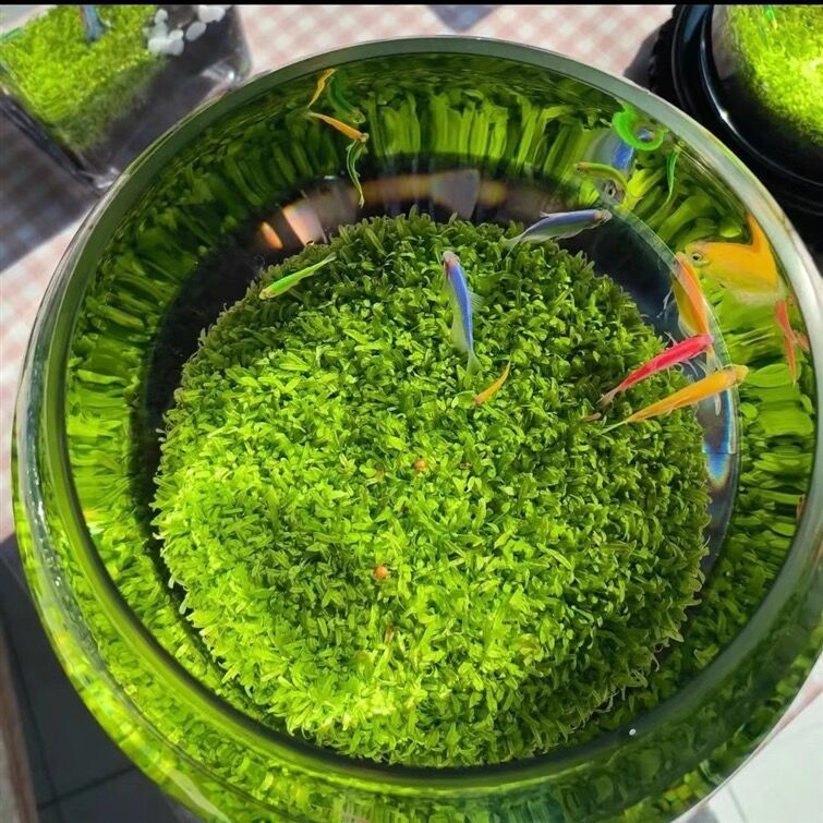 Goose egg-shaped water weed tank