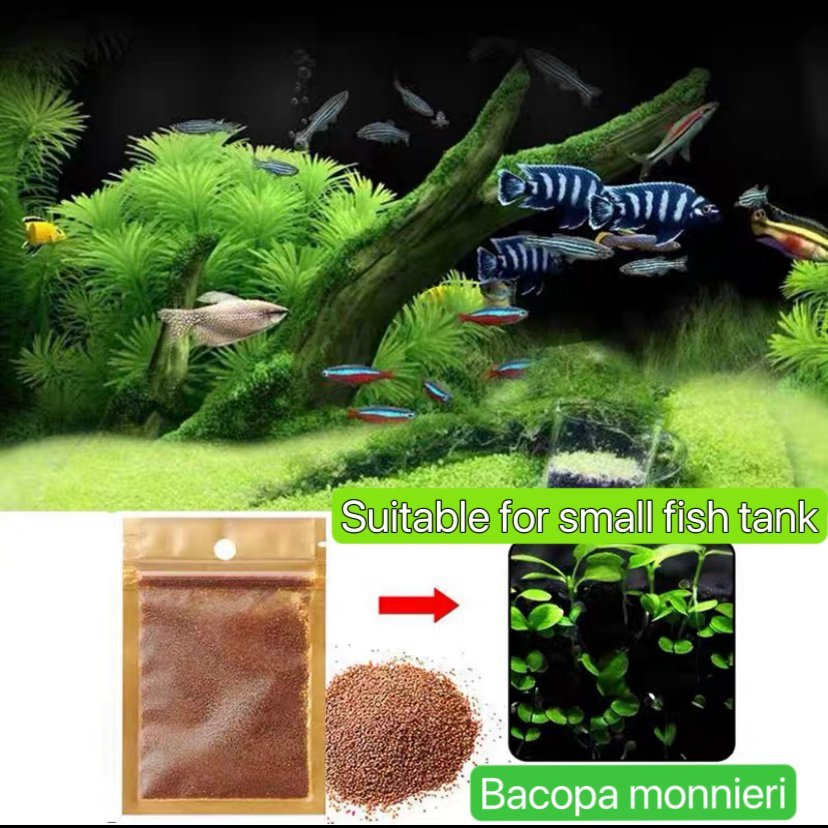 Small pair of leaves water grass seeds