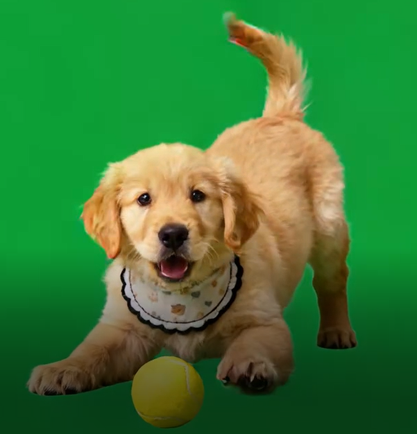 Sensores Digitales Holográficos Para Mascotas. Casa Digital Holográfica (solo Vídeo De Los Sensores Digitales Por Correo Electrónico; La Casa Para Mascotas Se Vende Por Separado). - soufeeles