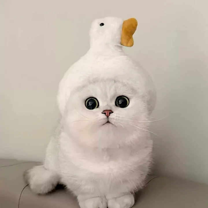 Chapeau Mignon Et Ajustable Pour Animaux De Compagnie, Idéal Pour Les Costumes D'hiver Pour Chats Et Petits Chiens, Accessoire Amusant Pour La Tête Des Animaux. - soufeelfr