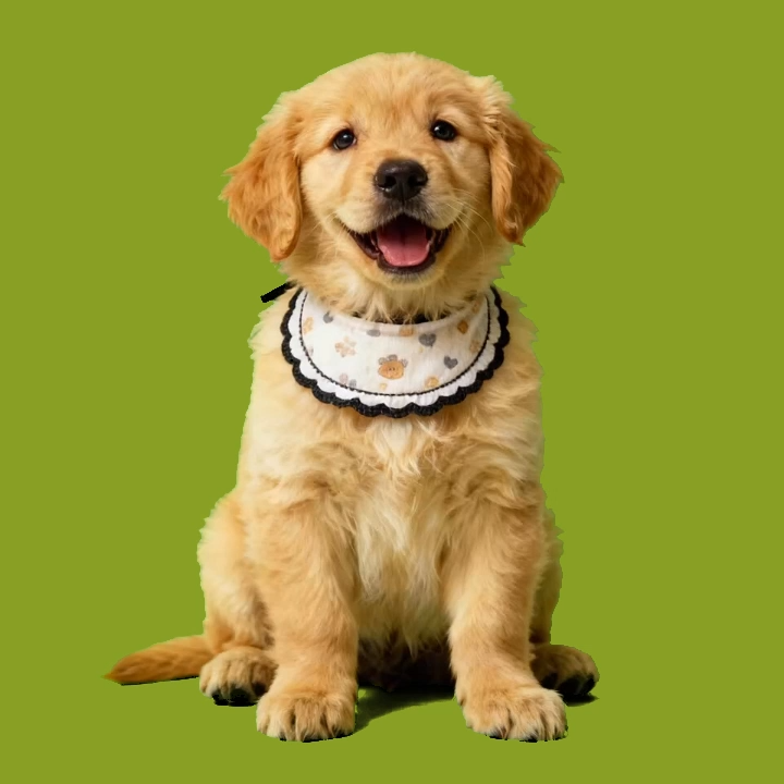 Sensations Numériques Holographiques Pour Animaux De Compagnie ; Maison Numérique Holographique (vidéo Des Sensations Numériques Uniquement Par E-mail ; La Maison Pour Animaux De Compagnie Doit Être Achetée Séparément).