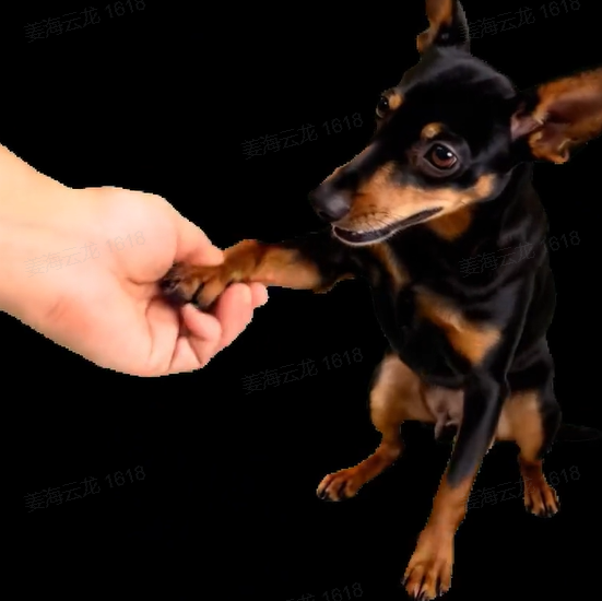 Video Olografico Digitale Per Animali Domestici (solo Video Olografico Digitale Via E-mail; La Casetta Per Animali Domestici Deve Essere Acquistata Separatamente) - soufeelit