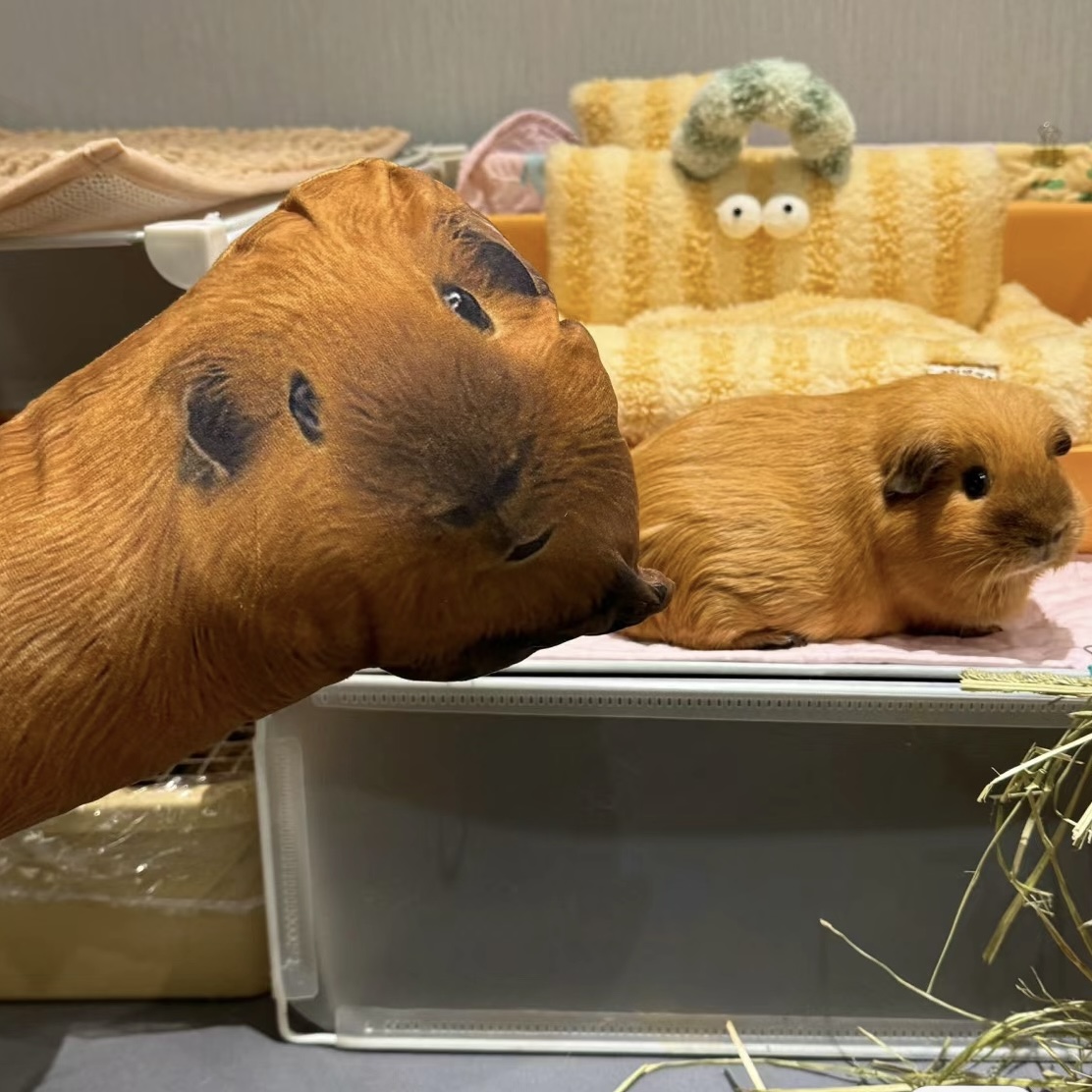 Cuscino Personalizzato Con Foto Di Animali 3d Ritratto Di Animale Domestico Cuscino Di Tiro Brutto Cuscino Per Animali Domestici Gatto Yoga - soufeelit