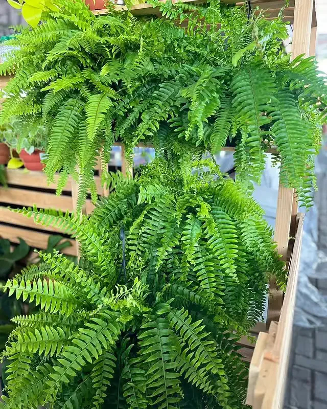 🔥 $9.9 On Sale Last Day 🌱 UV-Resistant Realistic Artificial Boston Fern