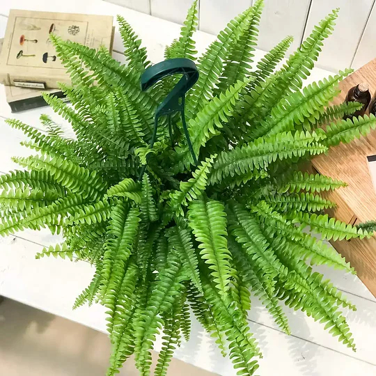 🔥 $9.9 On Sale Last Day 🌱 UV-Resistant Realistic Artificial Boston Fern