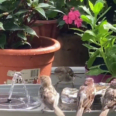 Solar Fountain, Solar Powered Bird Bath Fountain Pump