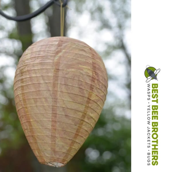 Best Bee Brothers Wasp Deterrent Hives Decoy Nests for Wasps
