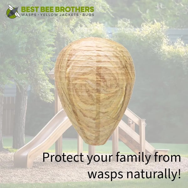 Best Bee Brothers Wasp Deterrent Hives Decoy Nests for Wasps