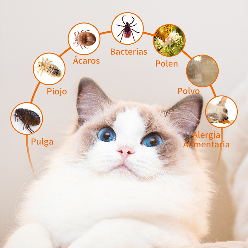 Tabletas de maleato de clorfeniramina (utilizadas para tratar las alergias)