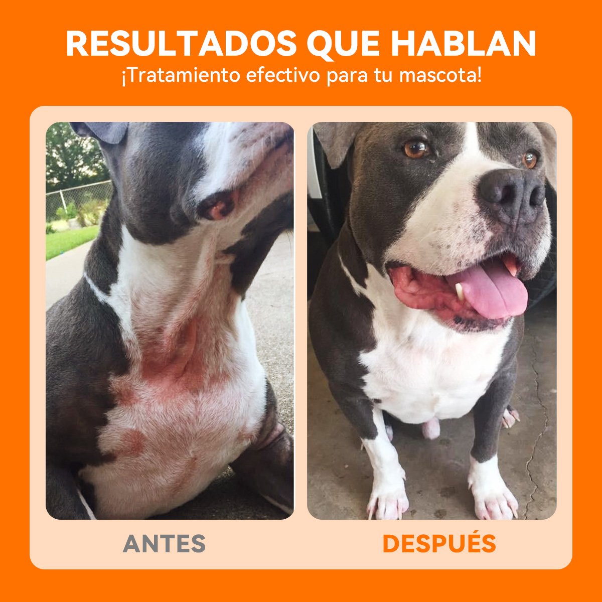 Spray para el tratamiento de la piel de perros y gatos