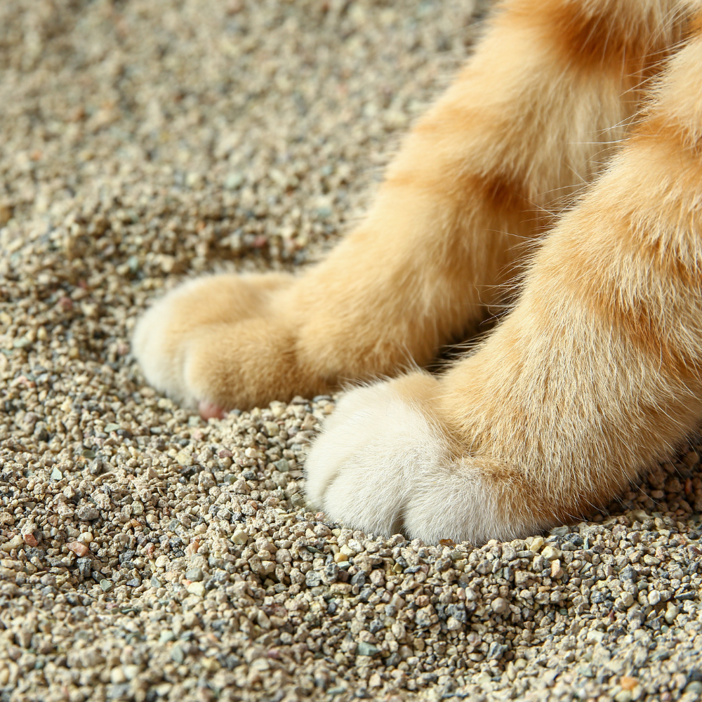 Irregular Bentonite Cat Litter