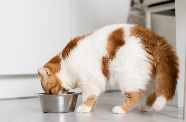 Does Your Cat Eat Cat Litter? -CAT LITTER MANUFACTURER