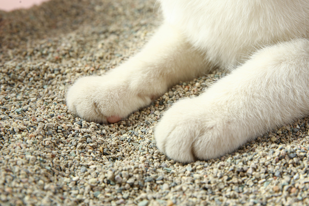 What is Bentonite Irregular Cat Litter?-CAT LITTER MANUFACTURER