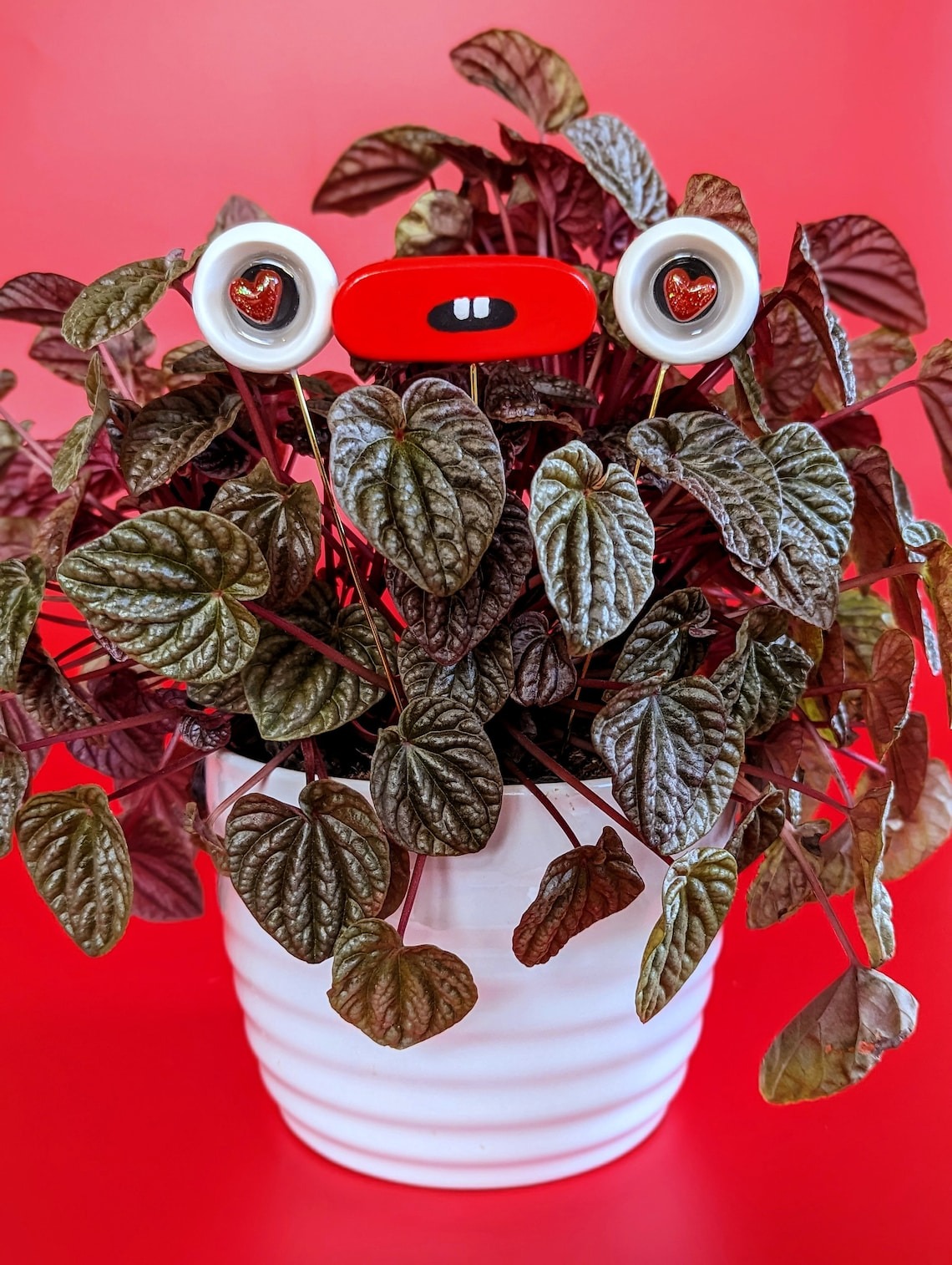 Valentines Plant eyes accessory