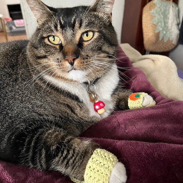 ✨Crochet Slippers For Cats