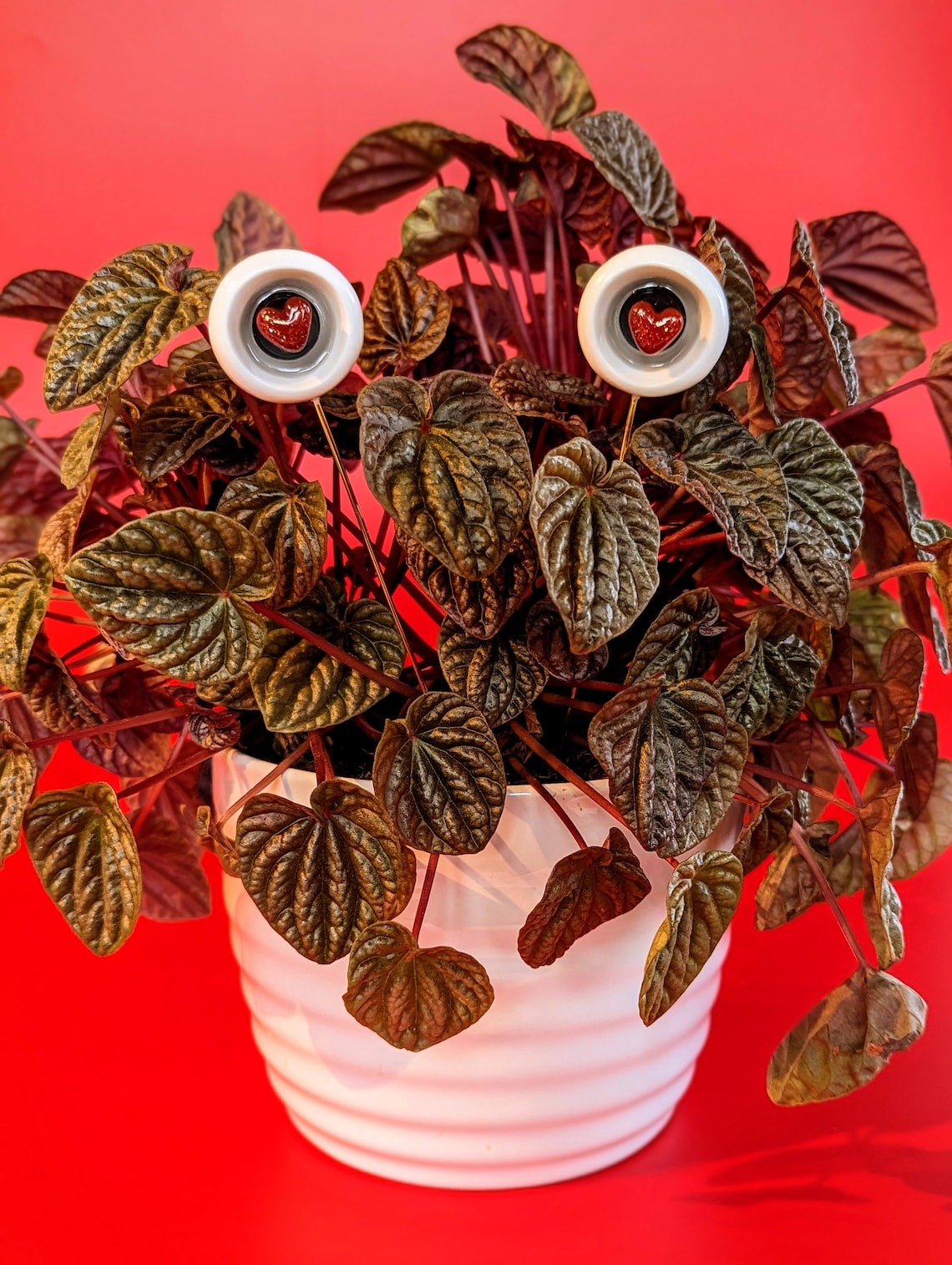 Valentines Plant eyes accessory