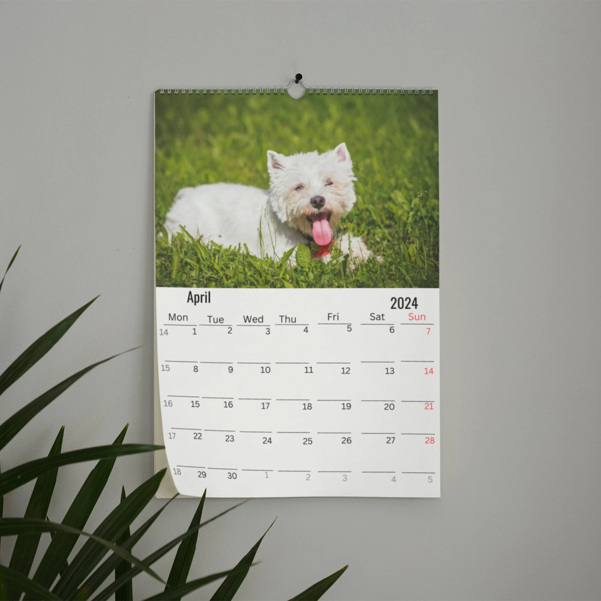 Havanese Dog Wall Calendar