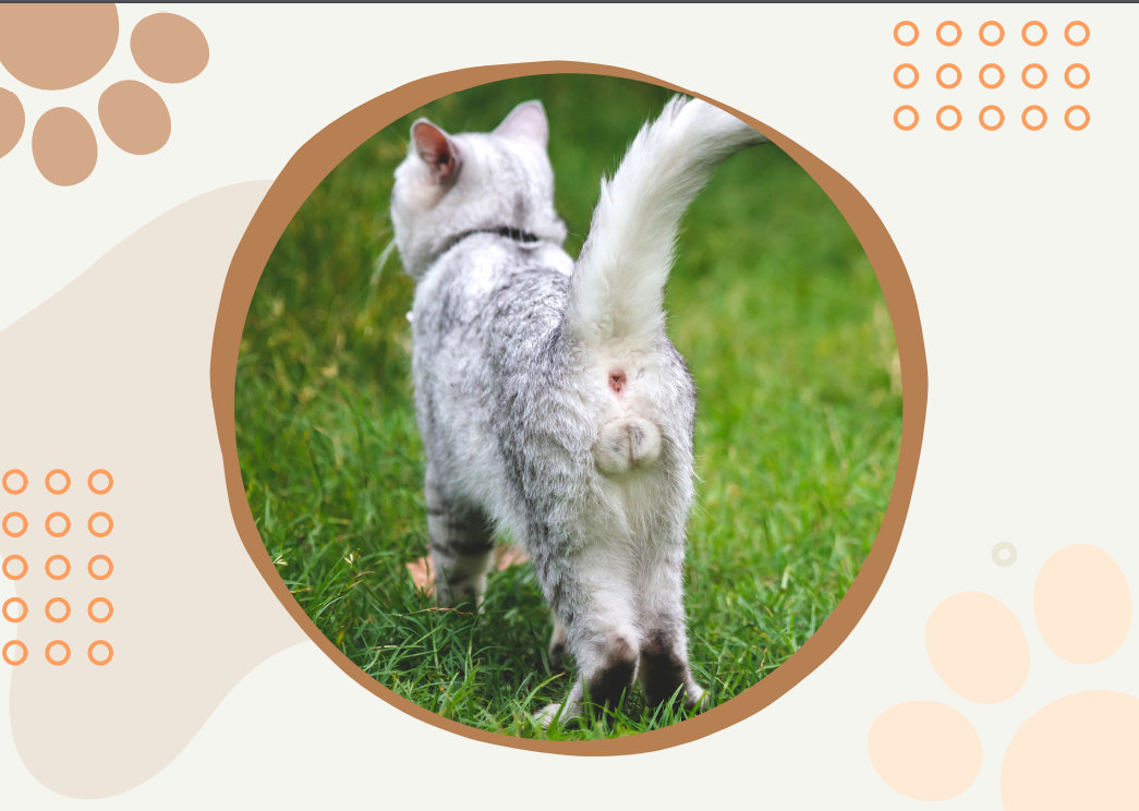 🤣Funny Cat Calendar 2024