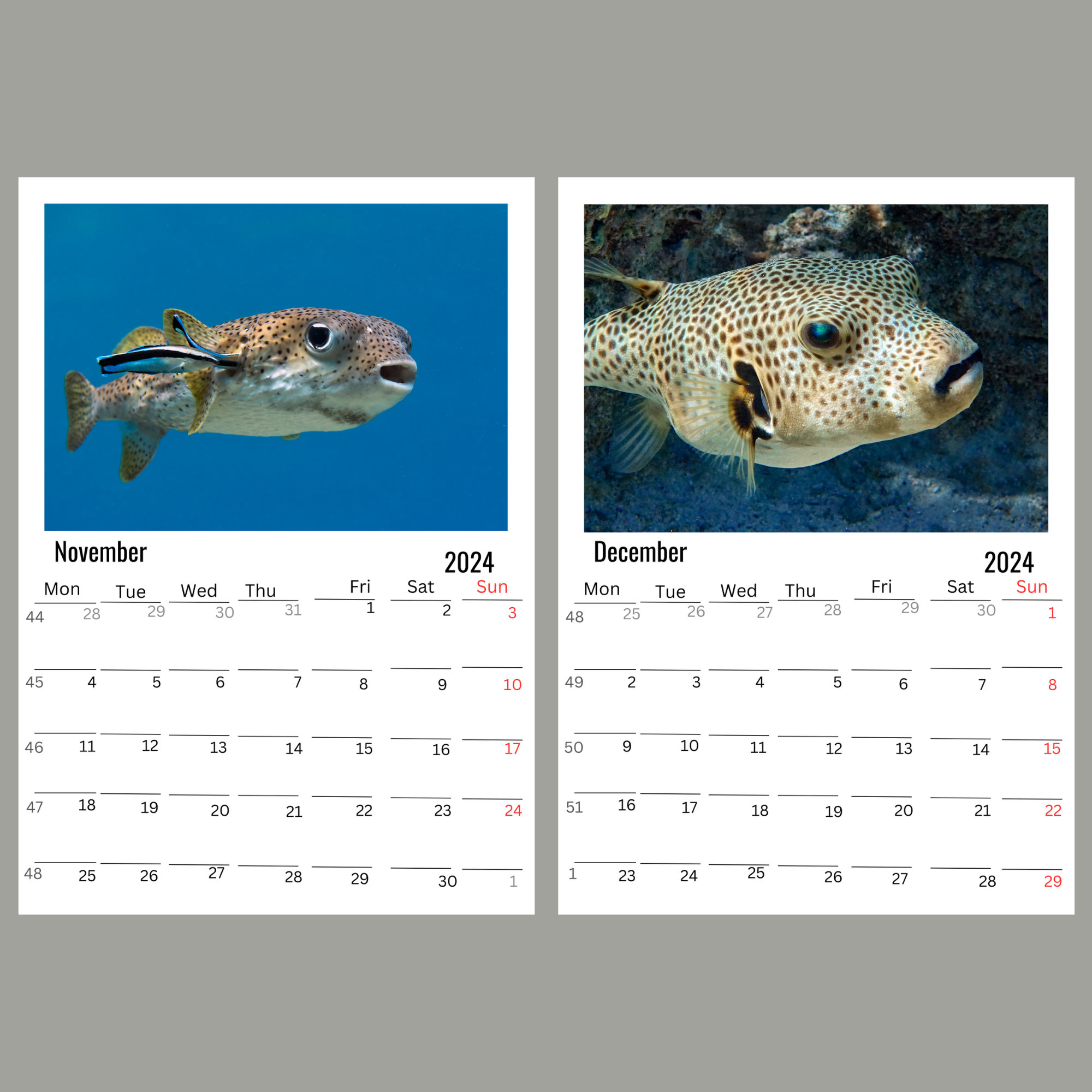 Puffers Wall calendar 2024