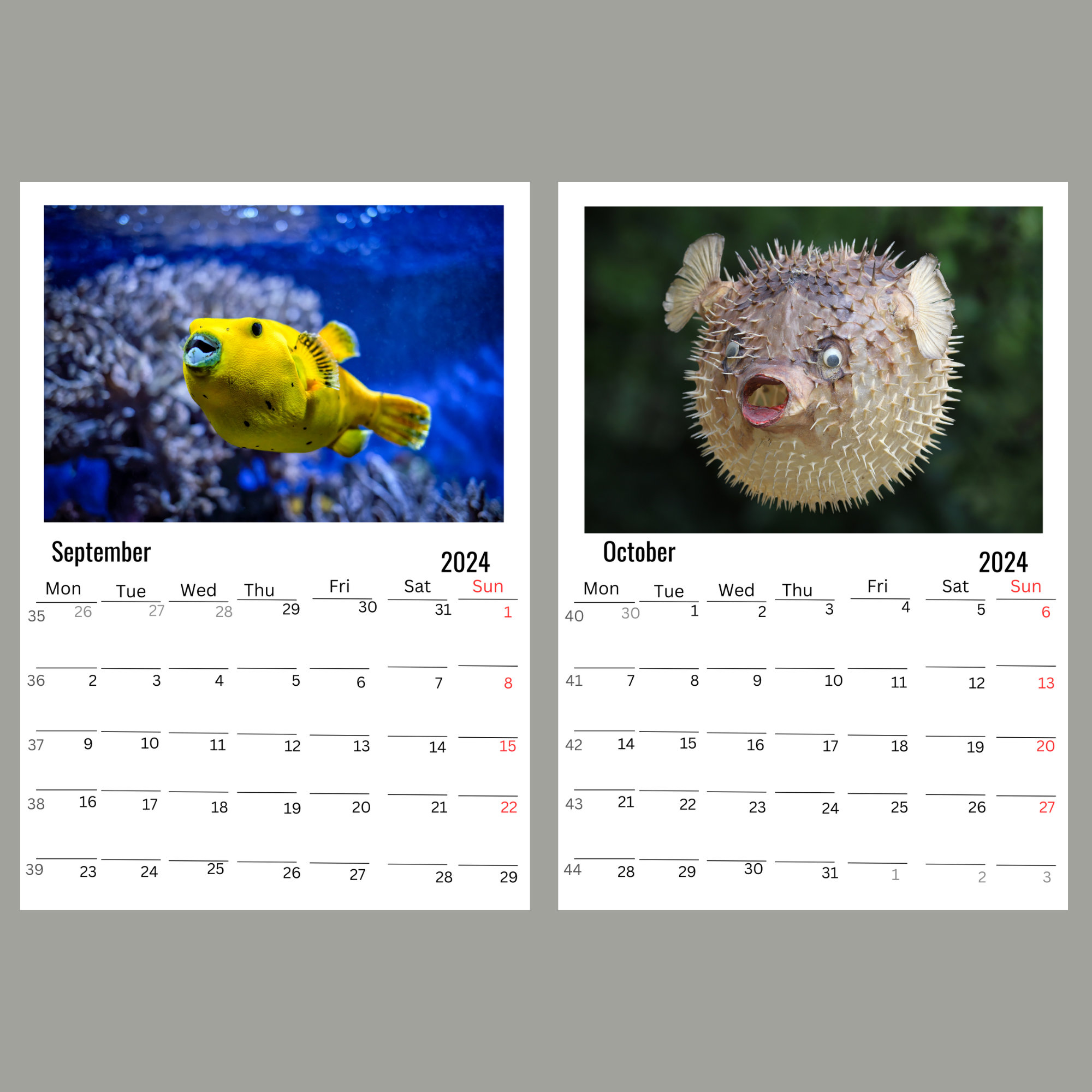 Puffers Wall calendar 2024