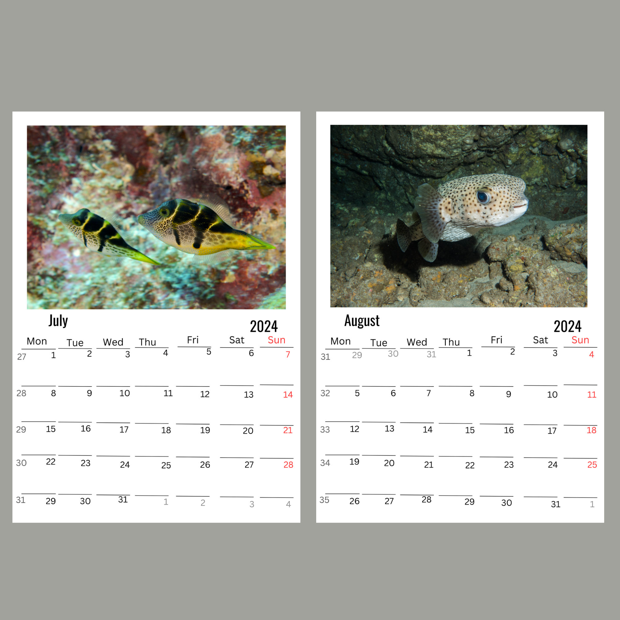 Puffers Wall calendar 2024