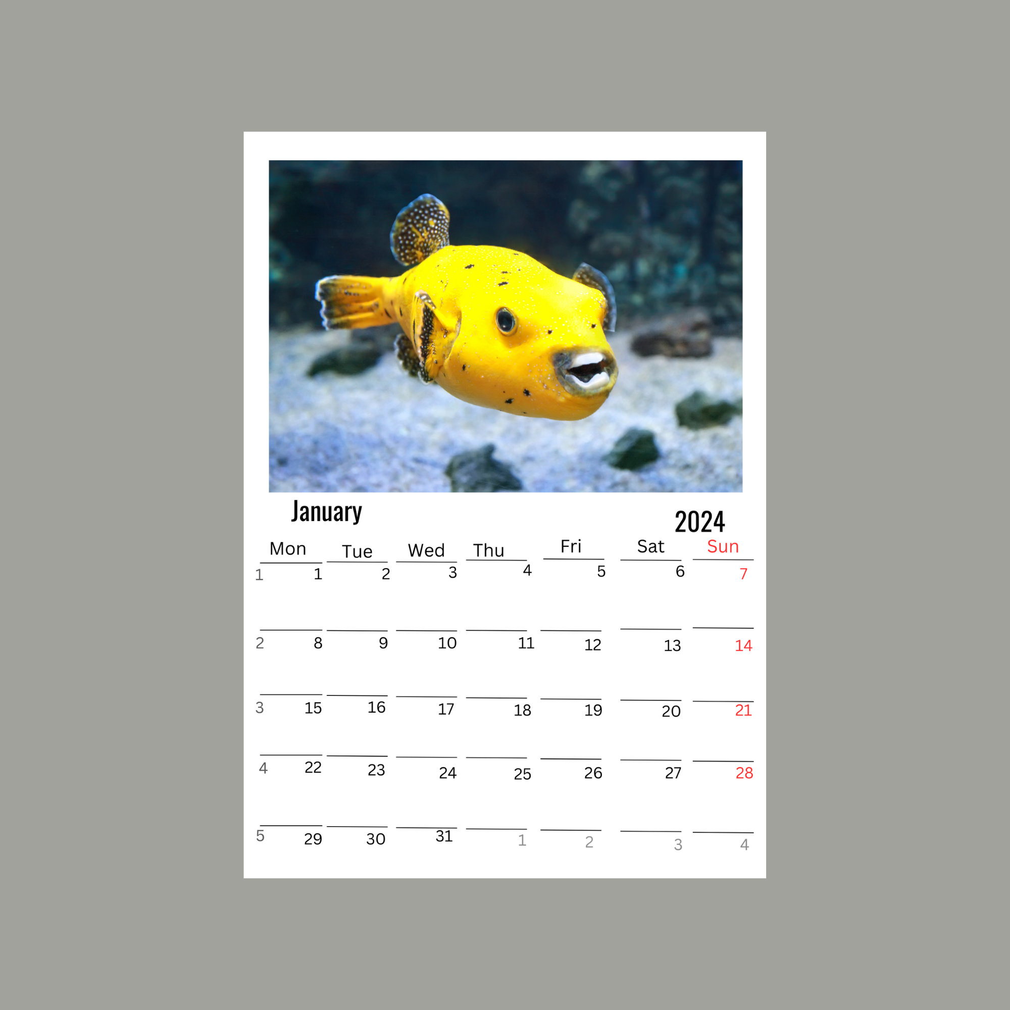 Puffers Wall calendar 2024