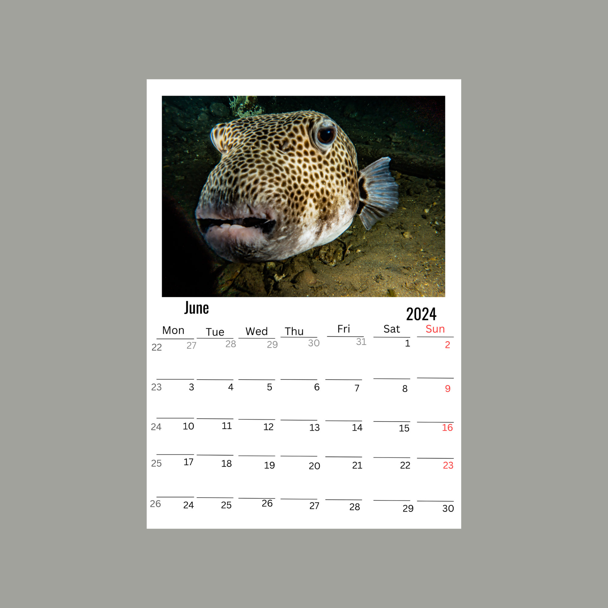 Puffers Wall calendar 2024