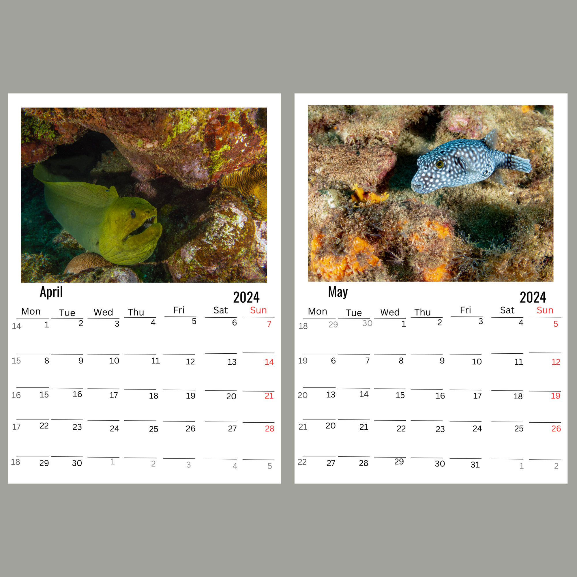 Puffers Wall calendar 2024