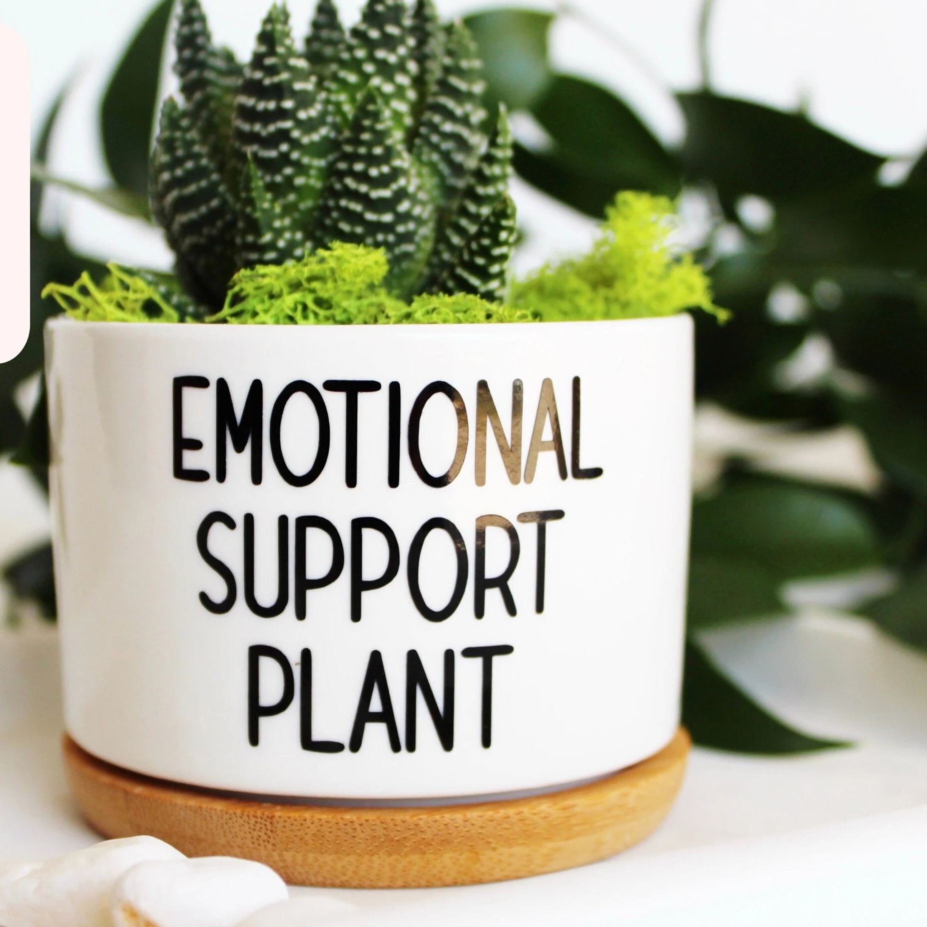 Funny Succulent Planter
