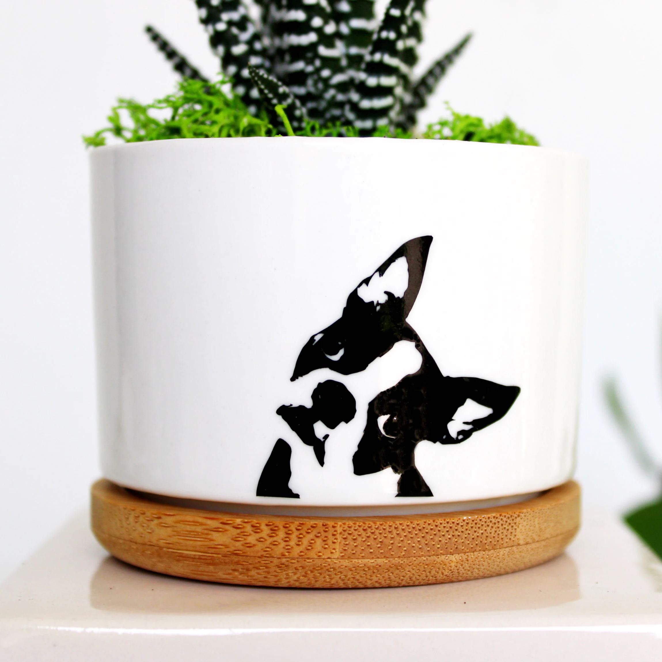 Funny Succulent Planter